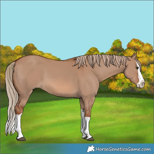 Horse Color:Red Dun Splash 