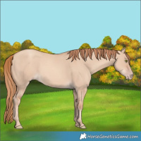 Horse Color:Gold Champagne Dun 