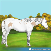 Horse Color:Silver Bay Dun Splash Tobiano 