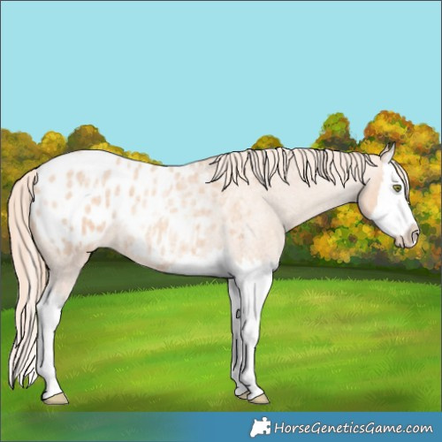 Horse Color:Gold Champagne Roan Splash Appaloosa 