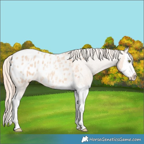 Horse Color:Gold Champagne Roan Splash Appaloosa 