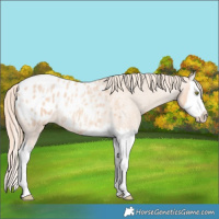 Horse Color:Gold Champagne Roan Splash Appaloosa 