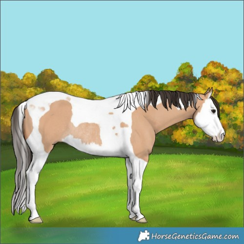 Horse Color:Bay Dun Splash Tobiano Rabicano 