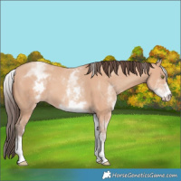 Horse Color:White Spotted Amber Champagne 