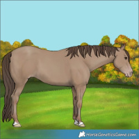 Horse Color:Classic Champagne 