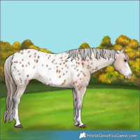 Horse Color:Bay Appaloosa 