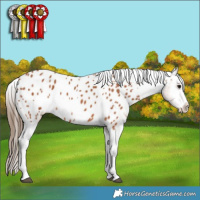 Horse Color:Bay Near Leopard 