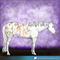 Horse Color:White Spotted Chocolate Palomino Dun Appaloosa 