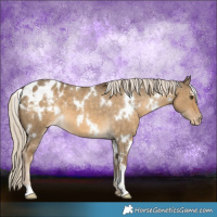 Horse Color:White Spotted Chocolate Palomino Dun Appaloosa 