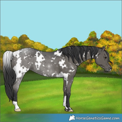 Horse Color:White Spotted Grullo 