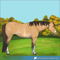 Horse Color:Buckskin Dun Sabino Rabicano and Buckskin Dun Sabino Rabicano