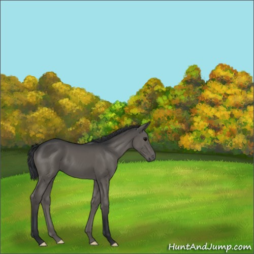 Horse Color:Grullo 