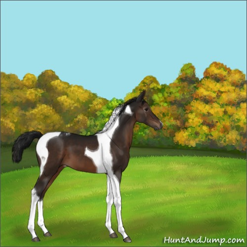 Horse Color:Gray Brown Tobiano 