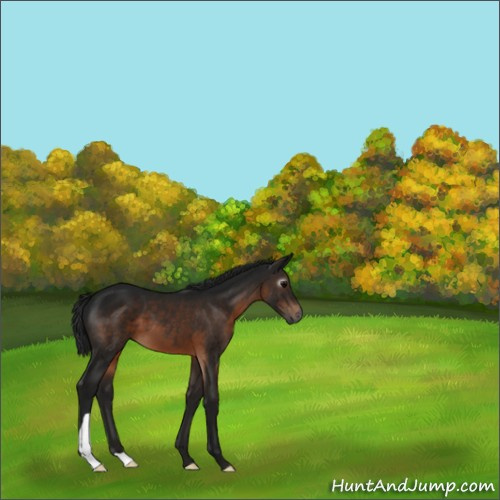 Horse Color:Gray Brown 