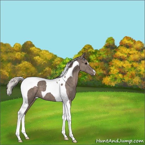 Horse Color:Silver Black Tobiano 