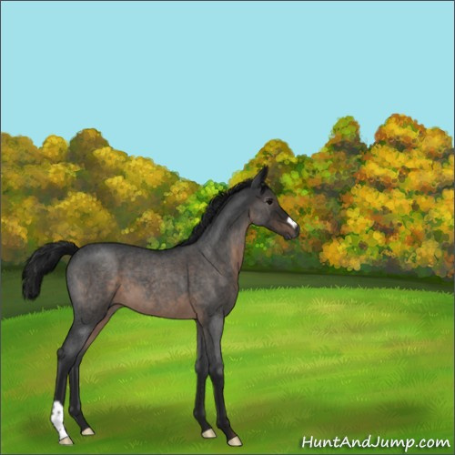 Horse Color:Gray Brown Roan 