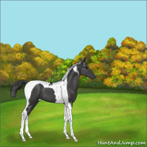 Horse Color:Black Tobiano 