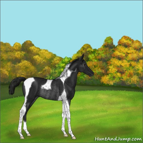 Horse Color:Gray Smoky Black Tobiano Rabicano 