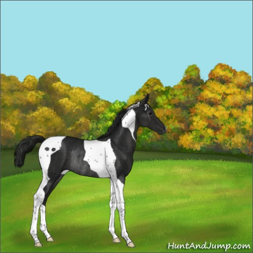 Horse Color:Gray Black Tobiano Rabicano 