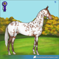 Horse Color:White Spotted Silver Bay Appaloosa Rabicano