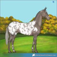 Horse Color:White Spotted Silver Black Appaloosa Rabicano 