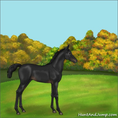 Horse Color:Gray Brown 