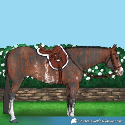 Horse Color:Bay Sabino Rabicano  and Bay Sabino Rabicano 