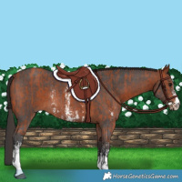 Horse Color:Bay Sabino Rabicano  and Bay Sabino Rabicano 