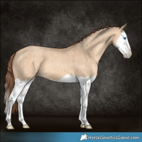 Horse Color:Amber Champagne Dun Splash Appaloosa 