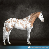 Horse Color:Silver Brown Dun Splash Appaloosa Rabicano 