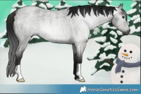 Horse Color:Gray Smoky Blue Roan Rabicano 