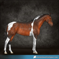 Horse Color:Brown Tobiano Rabicano
