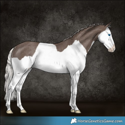 Horse Color:Silver Black Splash Rabicano