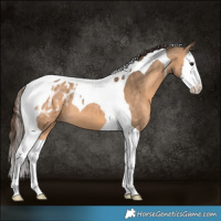 Horse Color:Bay Dun Sabino Splash Tobiano Appaloosa 