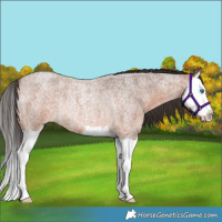 Horse Color:Bay Roan Splash Rabicano