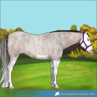 Horse Color:Bay Roan Splash Rabicano