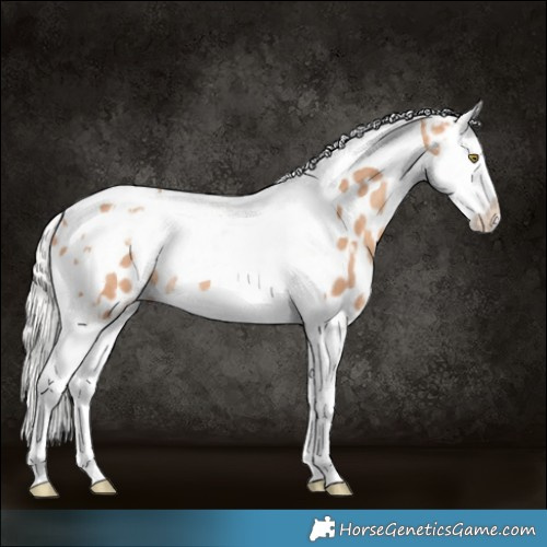 Horse Color:Silver Amber Champagne Splash Tobiano Appaloosa Rabicano 