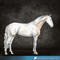 Horse Color:Silver Amber Champagne Dun Splash Tobiano Appaloosa Rabicano