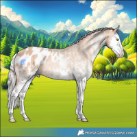 Horse Color:White Spotted Silver Sable Champagne Splash Appaloosa Rabicano 