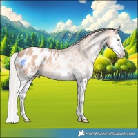 Horse Color:White Spotted Silver Sable Champagne Splash Appaloosa Rabicano