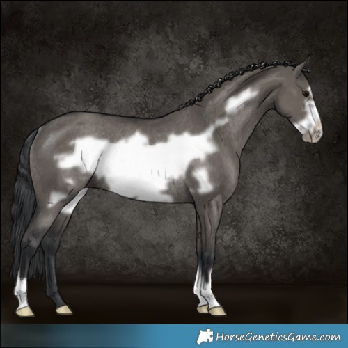 Horse Color:Grullo Frame Rabicano 