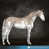 Horse Color:Silver Grullo Sabino Splash Rabicano 
