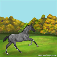 Horse Color:Blue Roan Tobiano