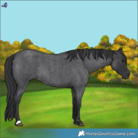 Horse Color:Blue Roan Rabicano 