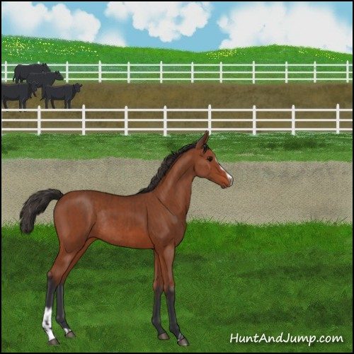 Horse Color:Brown Sabino Rabicano  and Bay Sabino Rabicano 