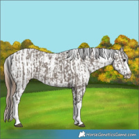 Horse Color:Grullo Sabino Splash  and Grullo Sabino Splash Varnish 