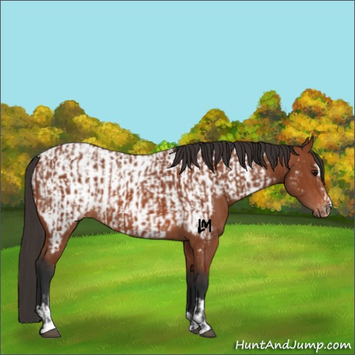 Horse Color:Bay Sabino Rabicano and Bay Sabino Appaloosa Rabicano
