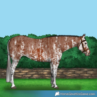 Horse Color:Bay Sabino Rabicano and Bay Sabino Splash Rabicano