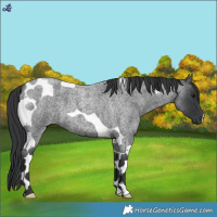 Horse Color:Blue Roan Tobiano 