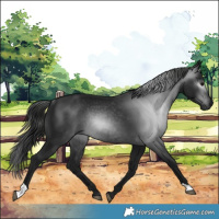 Horse Color:Gray Black Rabicano 